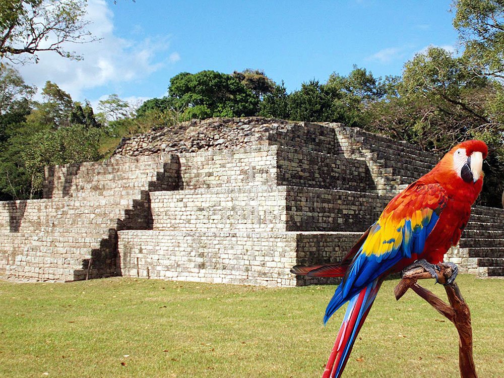 ruinas de copán guacamayas